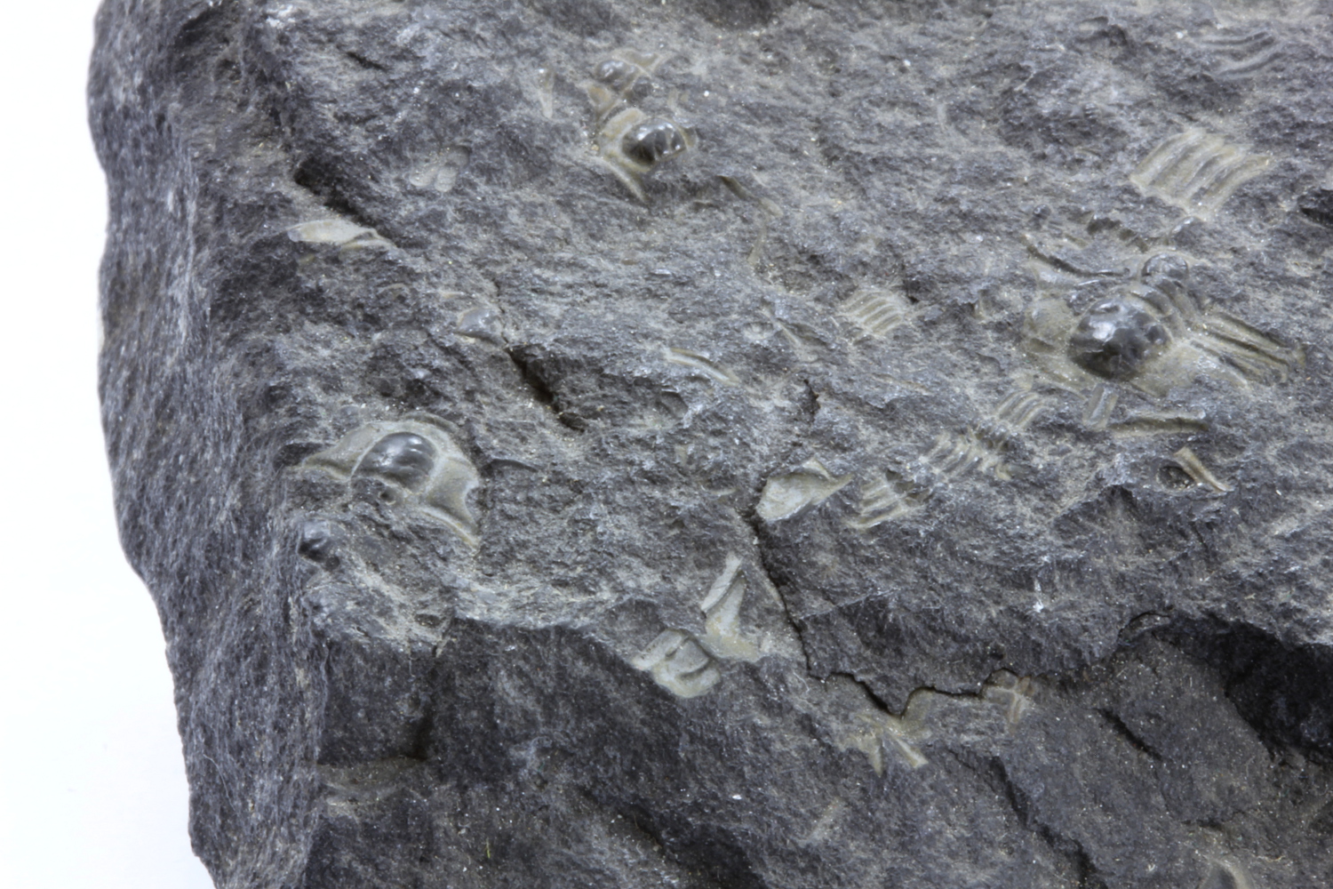 Calcaire riche en trilobites Calcaire riche en trilobites    